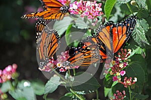 Monarch butterflies, Phoenix, Arizona