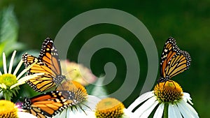 Monarch Butterflies pollinating Echinacea Flowers