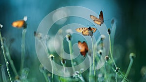 Monarch butterflies pollination on flowers fields