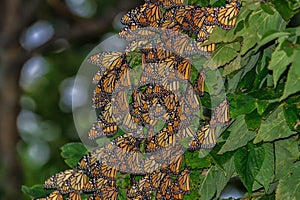 Monarch butterflies roosting