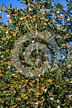 Monarch butterflies are sitting on branches in the forest in the park El Rosario, Reserve of the Biosfera Monarca. Angangueo, photo