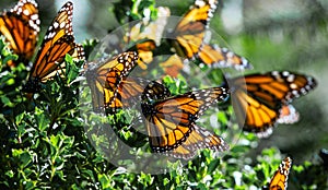 Monarch butterflies are sitting on branches in the forest in the park El Rosario, Reserve of the Biosfera Monarca. Angangueo, photo