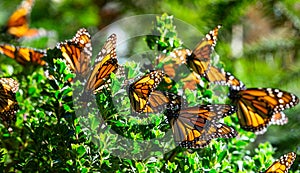Monarch butterflies are sitting on branches in the forest in the park El Rosario, Reserve of the Biosfera Monarca. Angangueo, photo