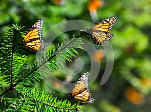 Monarch butterflies are sitting on branches in the forest in the park El Rosario, Reserve of the Biosfera Monarca. Angangueo,