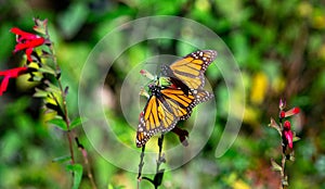 Monarch butterflies are sitting on branches in the forest in the park El Rosario, Reserve of the Biosfera Monarca. Angangueo, photo