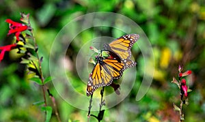 Monarch butterflies are sitting on branches in the forest in the park El Rosario, Reserve of the Biosfera Monarca. Angangueo, photo