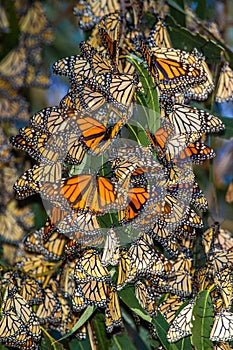 Monarch Butterflies