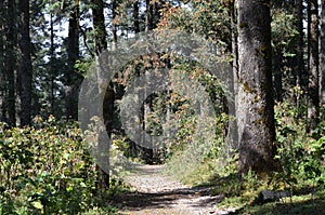 Monarch Butterflies on a trail at Sierra Chincua photo