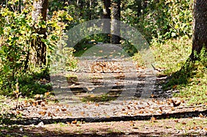 Monarch Butterflies on a trail at Sierra Chincua photo