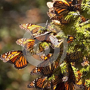 Monarch Butterflies on tree branch