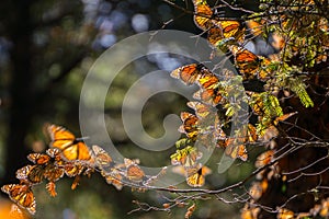 Monarch Butterflies on tree branch