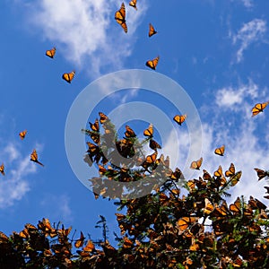 Monarch Butterflies on tree branch in blue sky background