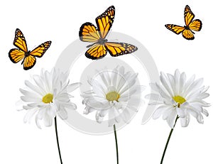 Monarch Butterflies and White Daisies