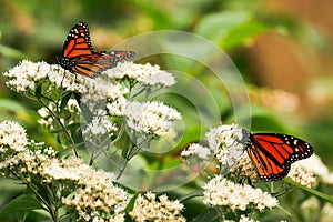 Monarch butterflies on white wild flowers in the late summer.. photo
