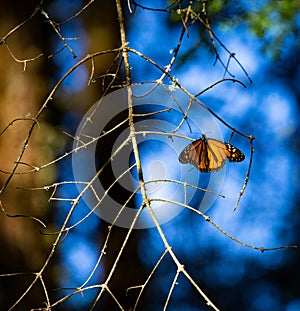 Monarch butterfliy is sitting on branches in the forest in the park El Rosario, Reserve of the Biosfera Monarca. Angangueo, State photo