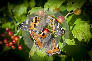 Monarch Butterfly