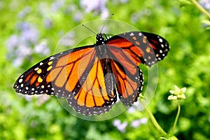 Monarch butterfly photo