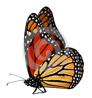 Mariposa 