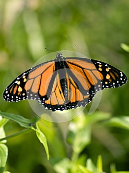 Monarch butterfly