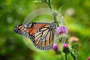 Monarch Butterfly