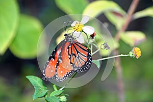 Monarch butterfly