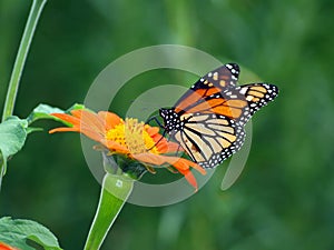 Monarch Butterfly photo