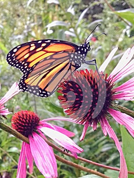 Monarch butterfly