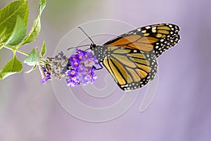 Monarch butterfly