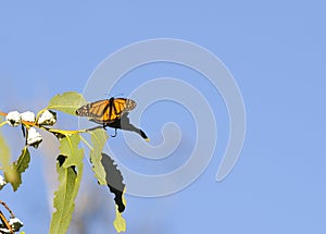 Monarch butterfly