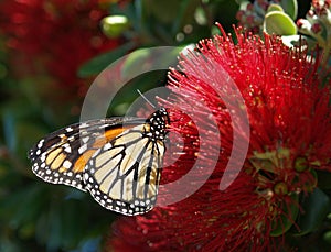 Monarch butterfly photo