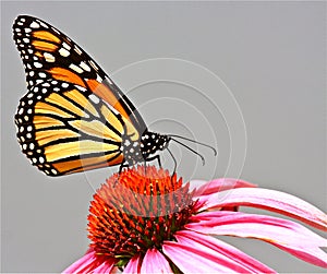 Monarch Butterfly photo