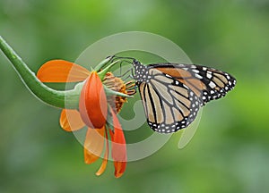 Monarch Butterfly