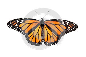 Monarch Butterfly photo