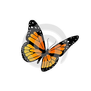 Monarch butterfly