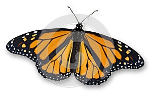 Monarch Butterfly