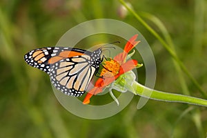 Monarch Butterfly