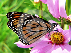 Monarch butterfly