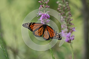 Monarch Butterfly 2020 X