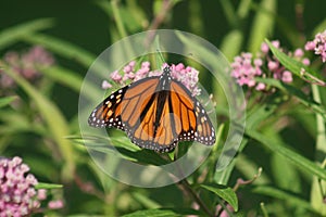 Monarch Butterfly 2020 XX