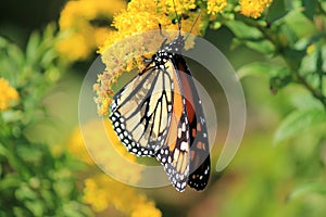 Monarch Butterfly