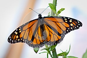 Monarch Butterfly