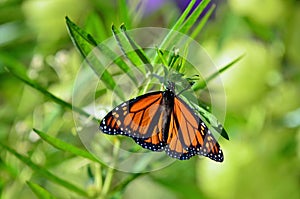 Monarch Butterfly