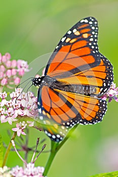 Monarch Butterfly