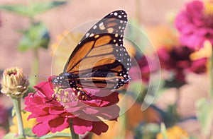 Monarch Butterfly