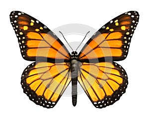 De la Mariposa monarca, con las alas abiertas en una vista superior como un vuelo migratorio de los insectos las mariposas, que representa el verano y la belleza de la naturaleza.
