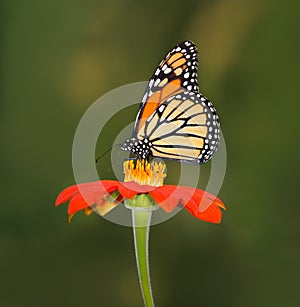 Monarch Butterfly