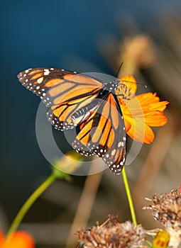 Monarch Butterfly