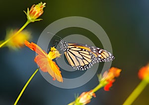 Monarch Butterfly