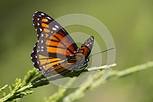 Monarch Butterfly 3 - Danaus plexippus photo