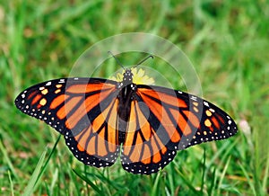 Monarch butterfly img